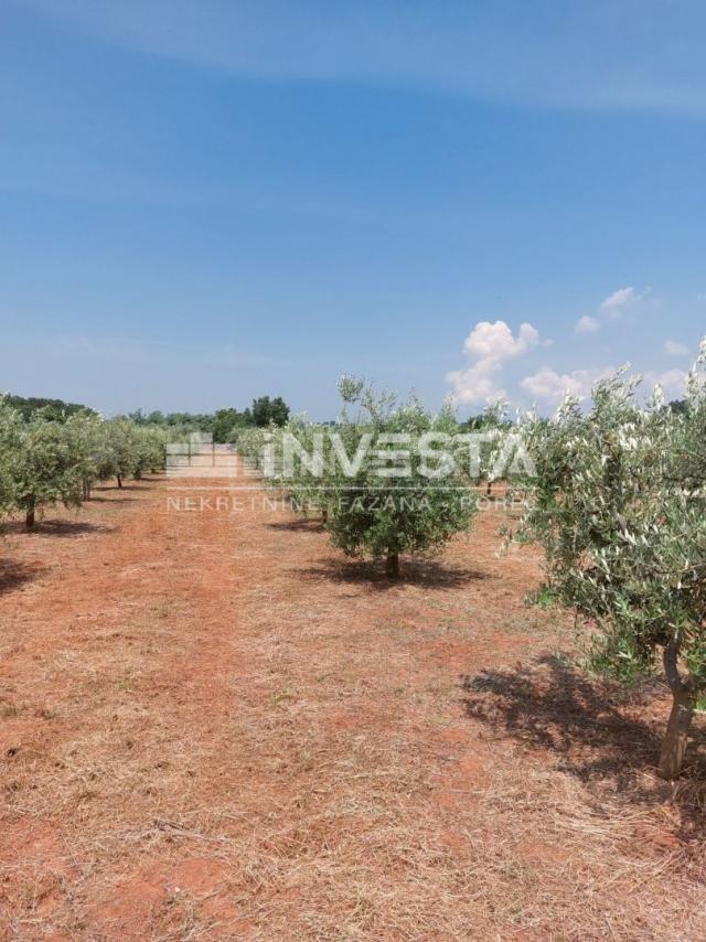 Poreč, Labinci, olive grove with about 150 olive trees, 6000 m2