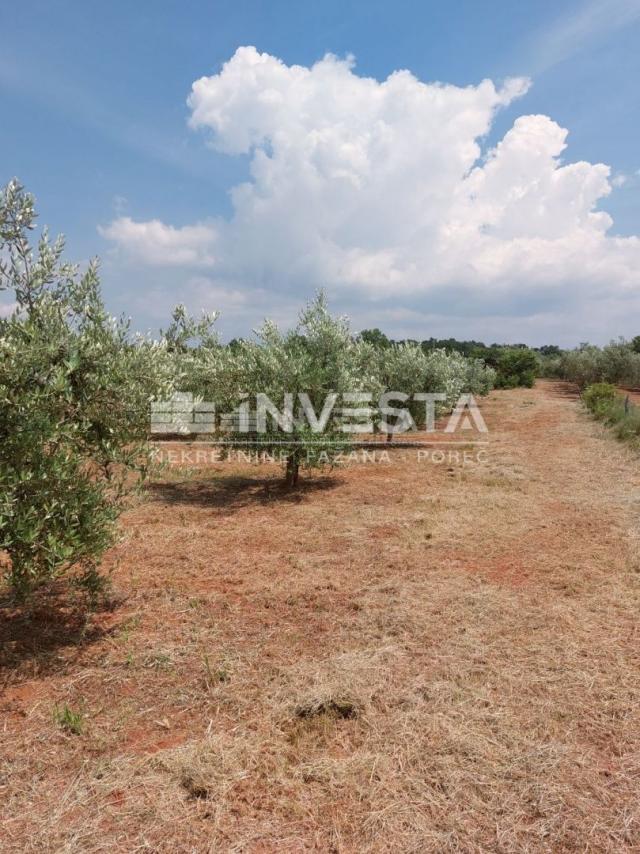 Poreč, Labinci, olive grove with about 150 olive trees, 6000 m2