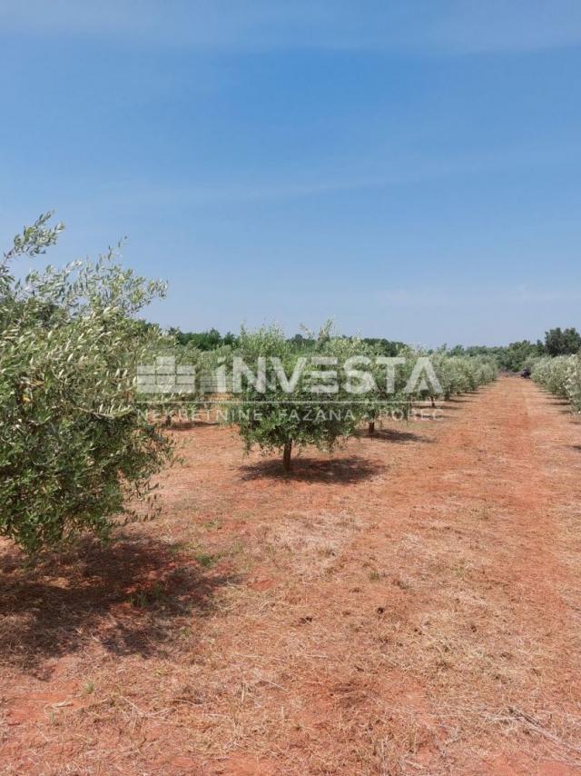 Poreč, Labinci, olive grove with about 150 olive trees, 6000 m2