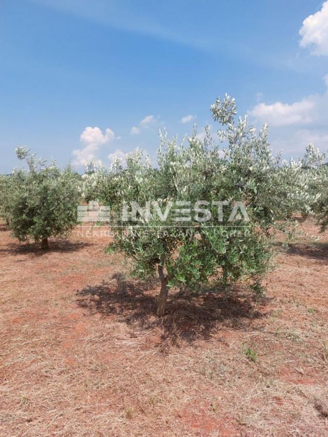 Poreč, Labinci, olive grove with about 150 olive trees, 6000 m2