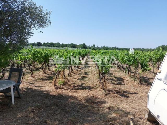 Poreč area, agricultural land 4549 m2 - vineyard and pasture