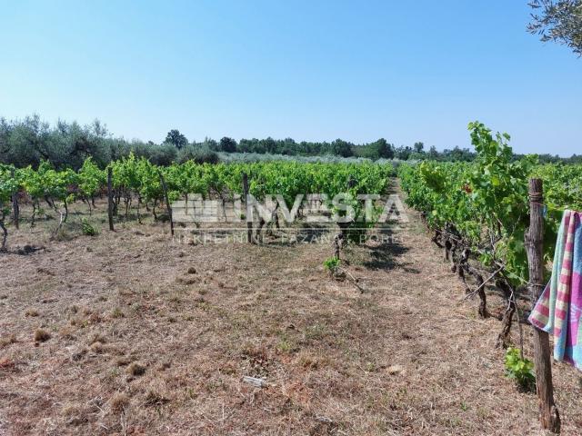 Poreč area, agricultural land 4549 m2 - vineyard and pasture