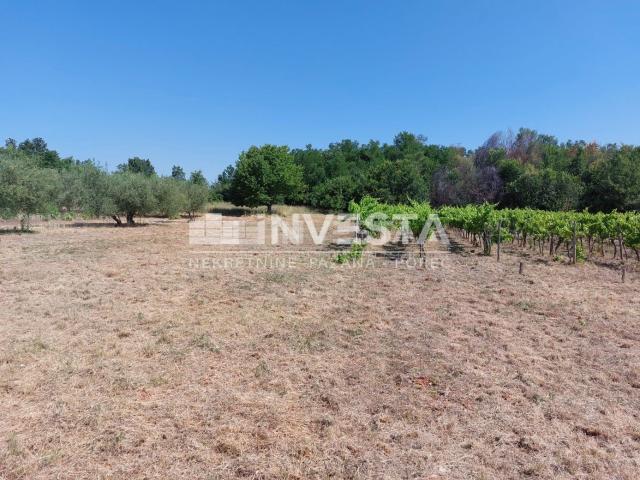 Poreč area, agricultural land 4549 m2 - vineyard and pasture