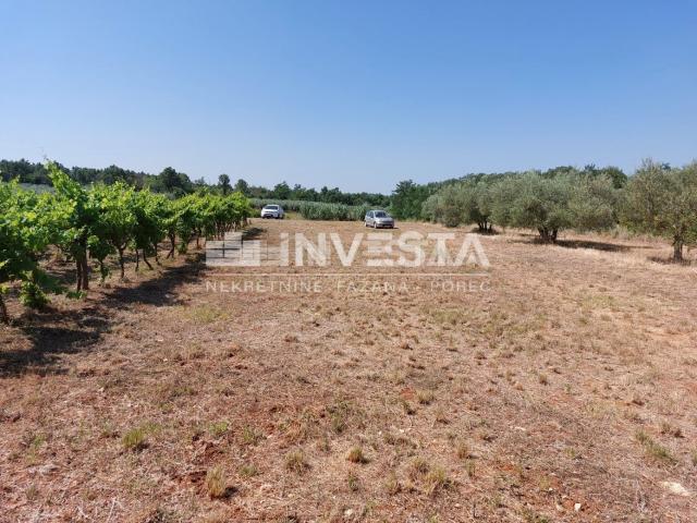 Poreč area, agricultural land 4549 m2 - vineyard and pasture