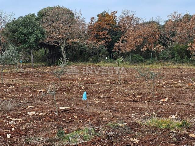 Young olive grove in Peroj, 500 meters from the beach!