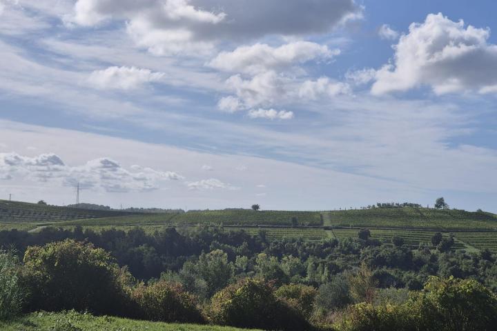 Istra, Buje - građevinsko zemljište B, 1036 m2 na odličnoj lokaciji