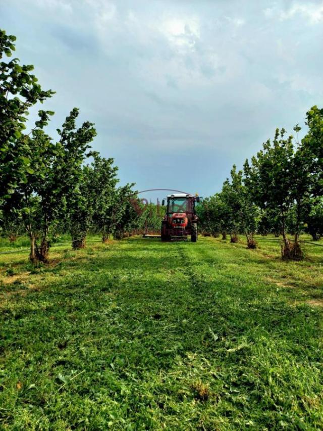 Sremska Mitrovica, Ležimir, Plantaža lešnika u punom rodu