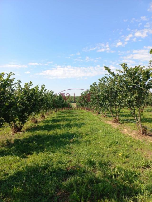 Sremska Mitrovica, Ležimir, Plantaža lešnika u punom rodu