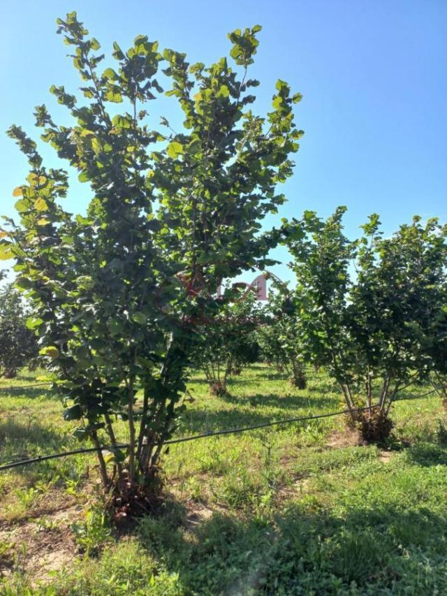 Sremska Mitrovica, Ležimir, Plantaža lešnika u punom rodu