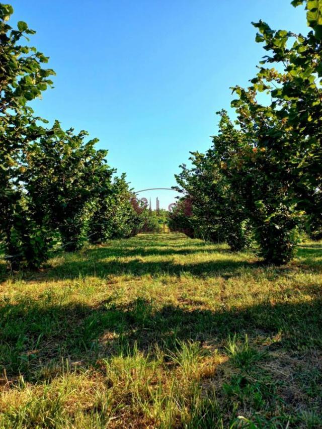 Sremska Mitrovica, Ležimir, Plantaža lešnika u punom rodu