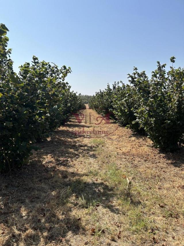 Sremska Mitrovica, Ležimir, Plantaža lešnika u punom rodu