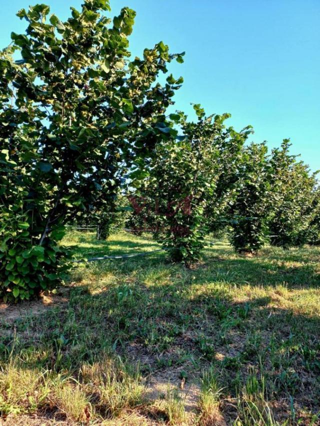 Sremska Mitrovica, Ležimir, Plantaža lešnika u punom rodu