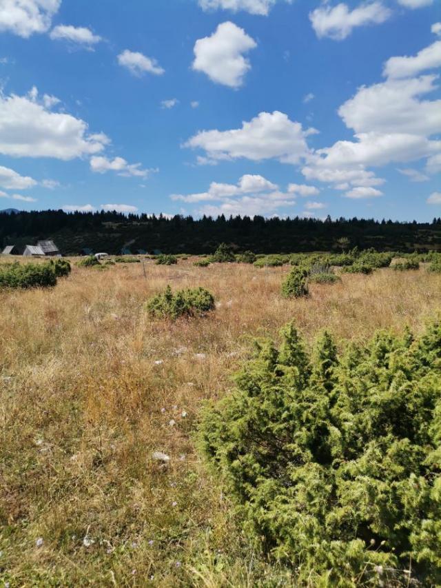 Plot for Sale 35850 m2, Žabljak, 1 km from Town Center