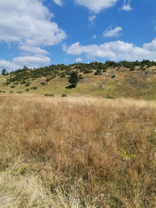 Plot for Sale 35850 m2, Žabljak, 1 km from Town Center