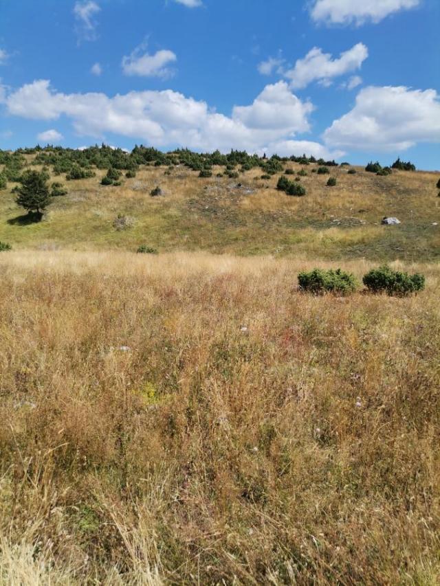 Plot for Sale 35850 m2, Žabljak, 1 km from Town Center