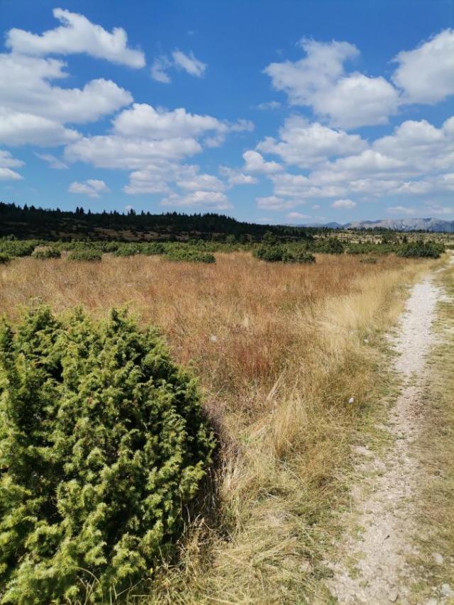 Plot for Sale 35850 m2, Žabljak, 1 km from Town Center