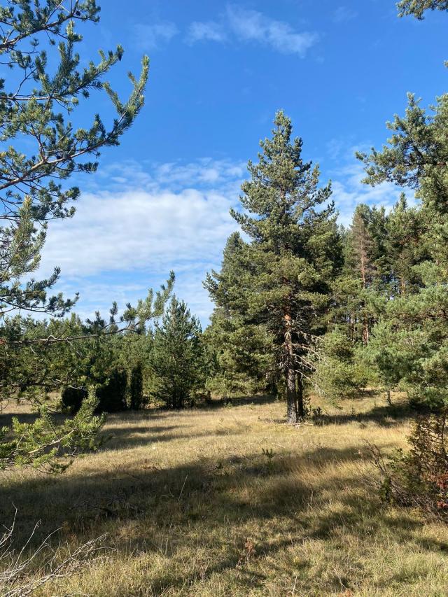 Plac 59,500m² u Borju, Žabljak