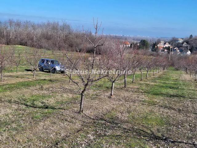 Beočin-Velika Parcela 7500m2 iznad Centra sa Pogledom na Novi Sad-065/385 8880