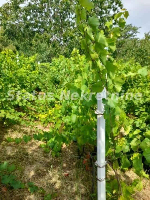 Čortanovci-Uknjižen Građevinski Plac 1100 m2 sa Vinogradom za Uživanje-065/385 8880