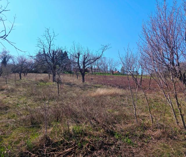 VIKENDICA U STAROM SLANKAMENU, POGLED NA DUNAV