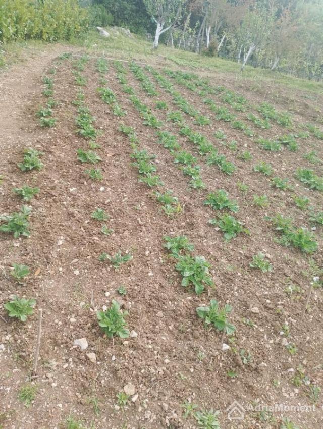 Imanje s vinogradom i vrtom - 2 legalne stare kuće sa placem 2.500 m2