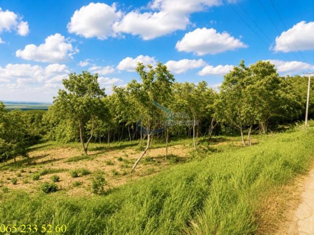 Inđija, Novi Slankamen, Slankamenački vinogradi - Potes Janda 26a