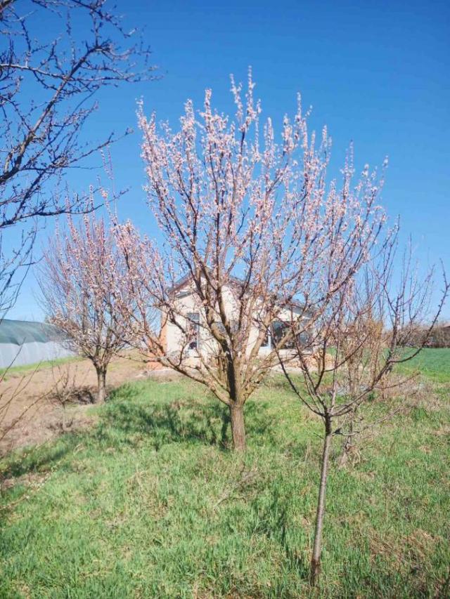 Krčedin,  kuća 163m2 , 19 ari placa pod voćnjakom
