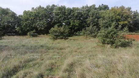 Poljoprivredno zemljište Prodaja poljoprivredno zemlište Bibići