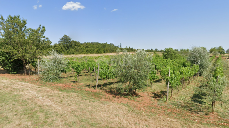 ISTRIA, BALE - Agricultural land with a rich vineyard and olive grove