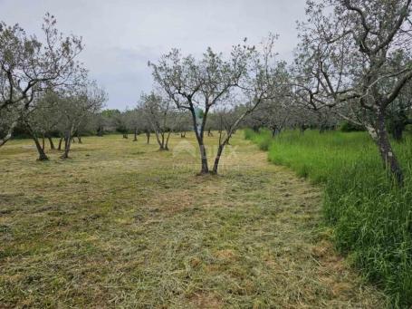 ISTRIA, FAŽANA - Beautiful olive grove with Istrian kažun 3,170 m2