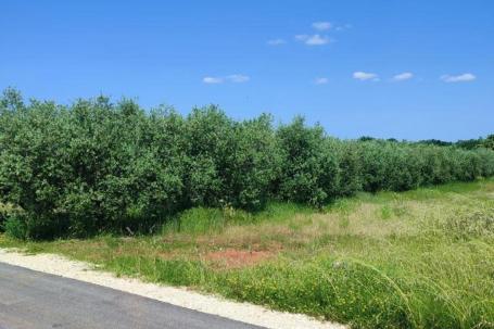 Istra, Poreč - Građevisnko zemljište na odličnoj lokaciji