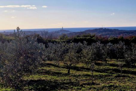 Istra, Rovinj, projekt s dozvolom za gradnju kuće 120m2 na zemljištu s maslinikom 16000m2 