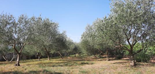 Prodaja Građevinskog Zemljišta s Pomoćnom Kućom i Maslinama