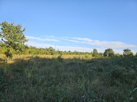 An olive grove with 170 young olive trees in the vicinity of Tara near Poreč and near the sea