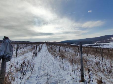 Vinograd 30000m (3ha) Fruška gora Sviloš TOP lokacija