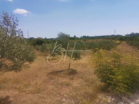 Land Vodnjan, 44.000m2