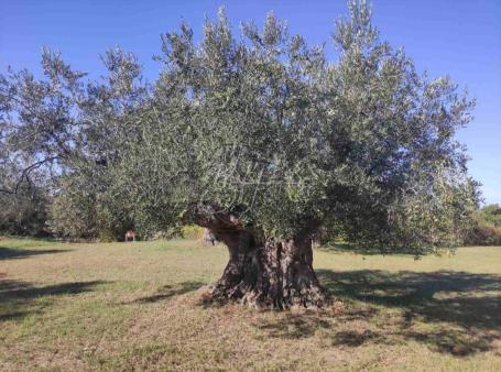 Land Rovinjsko Selo, Rovinj, 15.508m2