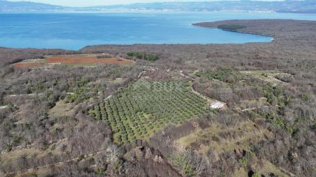 KRK ISLAND, ŠOTOVENTO - A beautiful olive grove