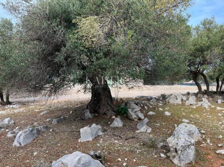 The island of Pag, Lun - a unique building plot with an olive grove