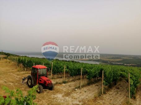 POSEDARJE - Agricultural property - INVESTMENT