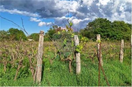 Land Žerava, Nin, 1.140m2