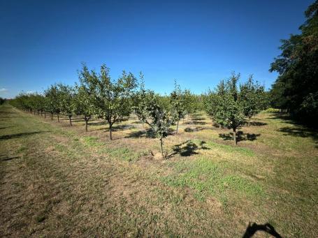 Vinograd i voćnjak na 3. 94ha Bački Monoštor