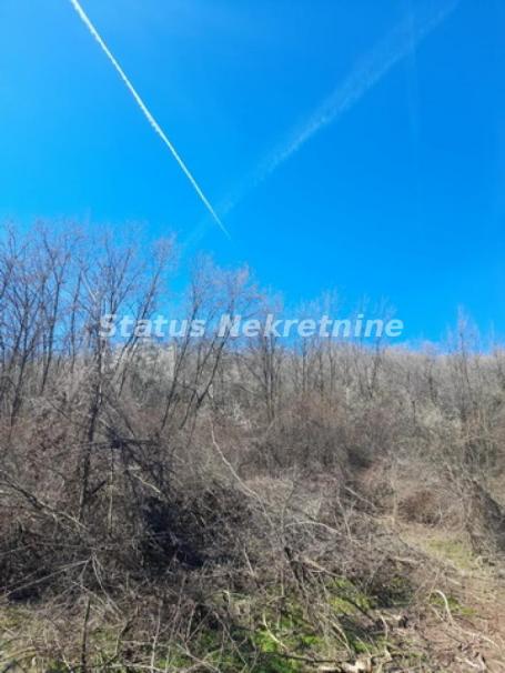 Sremski Karlovci-Fantastičan osunčan plac 7025 m2 za Vinograd i sa pogledom-065/385 8880