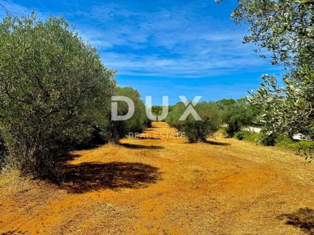 ISTRIA, BALE - Olive grove with beautiful olives