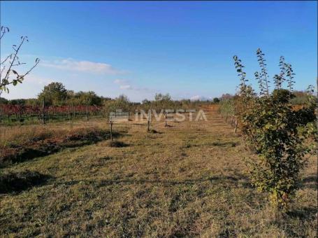 Poreč, Kaštelir, olive grove 1216 m2