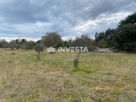 Fažana, olive grove 2400 m2