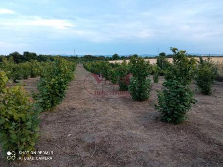 Novi Sad, Klisa, Građevinsko zemljište sa za plantažom lešnika