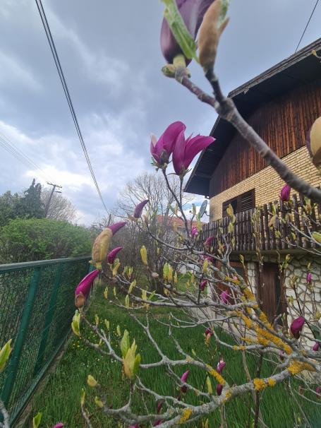 Kuća sa velikim dvorištem za ljubitelje bašte – BOCKE, blizina Novog Sada  