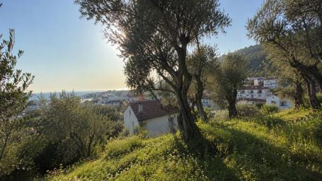 Plot of land with sea views and centuries-old olive trees in Old Bar